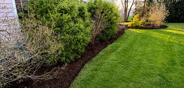 Re-cut beds with fresh mulch along a hedge